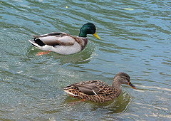 two ducks floating side by side